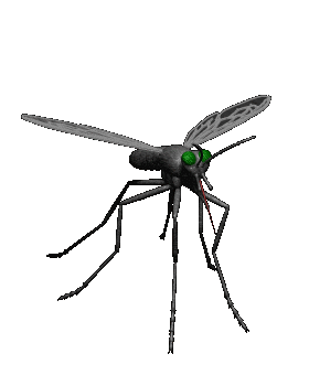 mosquito-01